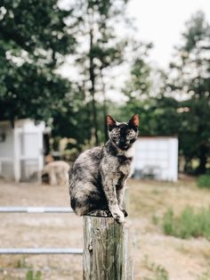 a cat sitting on top of a wooden post in the middle of a field next to a fence