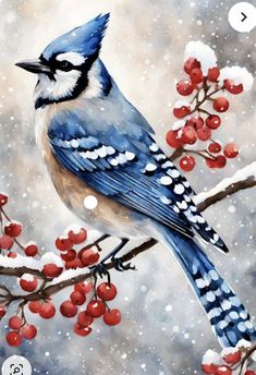 a painting of a blue jay sitting on a branch with red berries in the snow