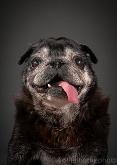 a black and white dog with its tongue out