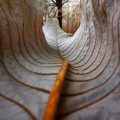 an artistic view of the inside of a leaf like structure with trees in the background