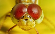 a close up view of the eyes and head of a fly insect with long antennae