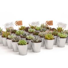 there are many potted succulents in the same size as each other