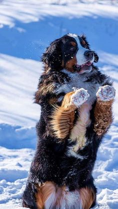 a dog is playing in the snow with his paw up