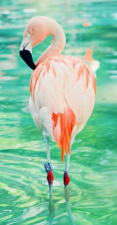 a pink flamingo standing in the water