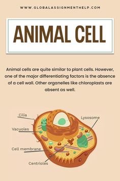 Animal Cell
Animal Cell Diagram
What is Animal Cell
Animal Cell Function
Animal Study Facts, Medical Inspiration, Science Assignment, Biology Drawing, Nurse Education, Bio Notes