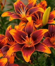 orange and red flowers with green leaves in the background