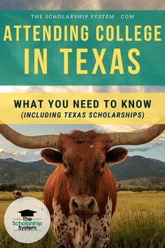 an image of a cow with the title attending college in texas what you need to know including texas scholarships