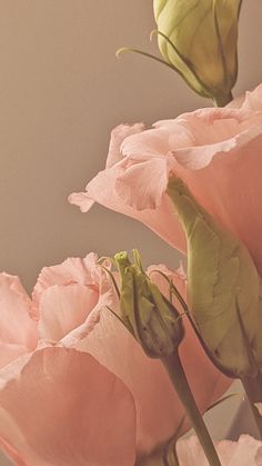 Wallpaper beautiful flowere pink cream pastel colors 
IG: fleur.destinee Wallpaper Cream, Phone Background Ideas, Aesthetic Flower, Background Ideas