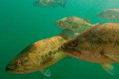 a group of fish swimming in the water