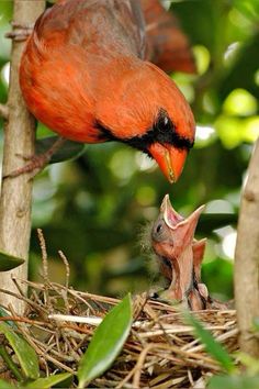 a red bird is feeding its young in the nest with it's mouth open