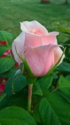 a pink rose is blooming in the garden