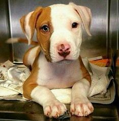 a brown and white dog laying on top of a metal floor next to a towel