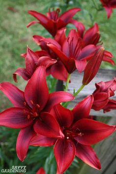 red flowers are blooming in the garden