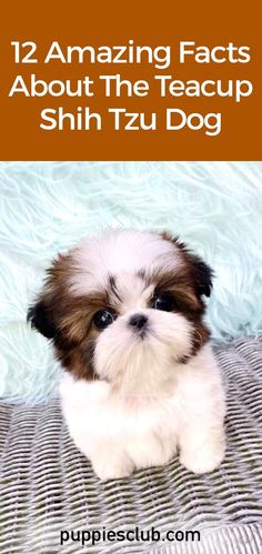 teacup-shih-tzu-dog Shih Tzu Facts, Shitzoo Puppies, Mini Shih Tzu, Tea Cup Shih Tzu, Teacup Shih Tzu Puppy For Sale, Shitzu Poodle Mix Puppies, Shitzu Puppies Wallpaper, Teddy Bear Cut Shih Tzu, Shizu Dog