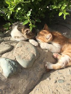 two kittens are laying on the ground next to some rocks and plants, one is rubbing its face against the other's head