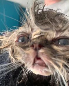 a close up of a cat's face with hair blowing in the wind and eyes wide open