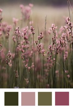 some pink flowers and green grass in a field with color swatches on the side