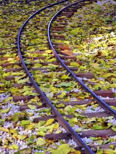 the train tracks are surrounded by leaves and gravel