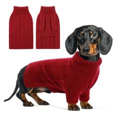 a dachshund wearing a red sweater and matching mittens