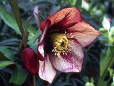 a close up of a flower with leaves in the background