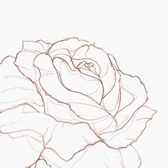 a drawing of a rose on a white background with the outline drawn to it's right side