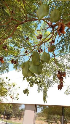 the leaves and branches of a tree in front of a window