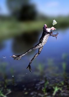 a bird flying through the air next to a body of water with grass and plants