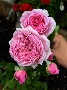 two pink roses are being held by someone's hand in front of some flowers