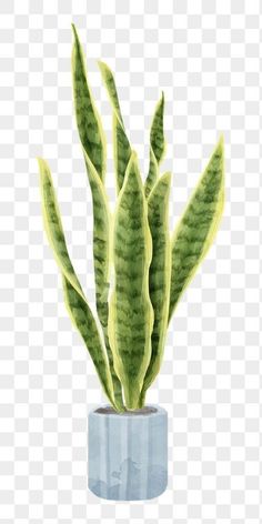 a green plant in a blue vase on a white background