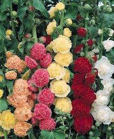 many different colored flowers growing in a garden