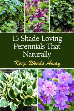 different types of flowers with the words 15 shade - loving perennials that naturally