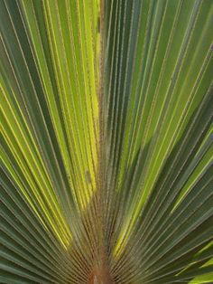 the top view of a palm tree with green leaves