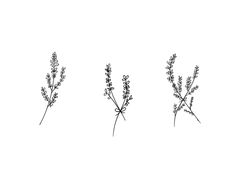 three different types of lavender flowers on a white background, one is black and the other is gray