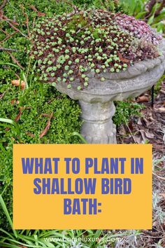 What to plant in shallow bird bathPlanter Ideas For your Garden If you have an old birdbath that's had its daytransform it into a mini gardenWe provide a list of plant suggestions and landscape tips for this craft. Bird Bath With Plants, Succulent Bird Bath Planters, Planted Bird Bath, Bird Bath Succulent Garden, Diy Bird Bath Planter, Ideas For Bird Baths, Concrete Bird Bath Ideas, Bird Bath Repurposed, Plants In Bird Bath