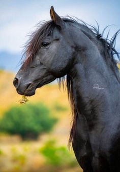 a black horse standing on top of a lush green field