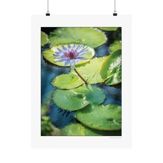 a blue and white water lily with green leaves on it's back droplet