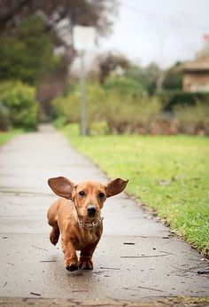 a small brown dog running down a sidewalk