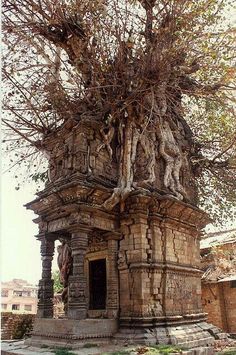 an old tree growing out of the top of a stone structure in front of a building