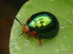 a green and red beetle sitting on top of a leaf