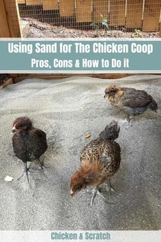 Chicken Houses Coop Ideas, Chicken House Interior Ideas, Roost Ideas For Chicken Coop, How To Clean Chicken Coop, Bottom Of Chicken Coop, Clean Chicken Coop Ideas, Chicken Coop Base Ideas, Chicken Set Up Ideas, Best Chicken Coop Flooring