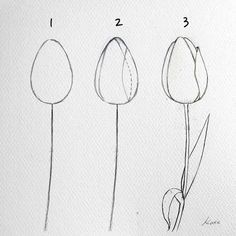 four different types of tulips are shown in this drawing lesson for beginners