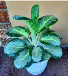 a green plant in a white pot on a wooden table