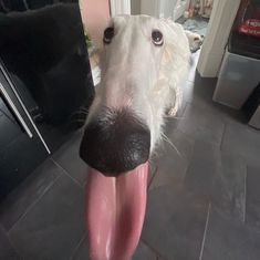 a white dog sticking its tongue out to take a selfie in front of the camera