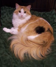 an orange and white cat laying on top of a green blanket