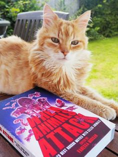 an orange and white cat laying on top of a wooden table next to a book