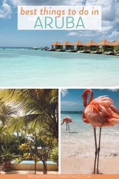 the best things to do in aruba, including flamingos and palm trees