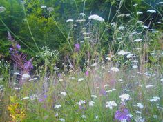 wildflowers and other plants in a field with trees in the backgroud