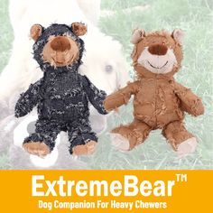 two teddy bears are next to each other with the caption extreme bearm dog companion for heavy chewrs