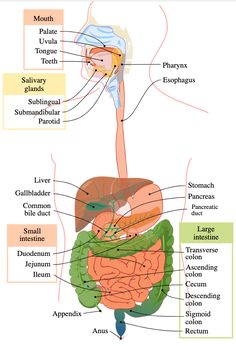 the anatomy of the human body and its major organs, including the liver, stomach, bile