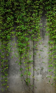 some green plants growing on the side of a concrete wall next to a fire hydrant